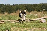 CORGI PEMBROKE 317